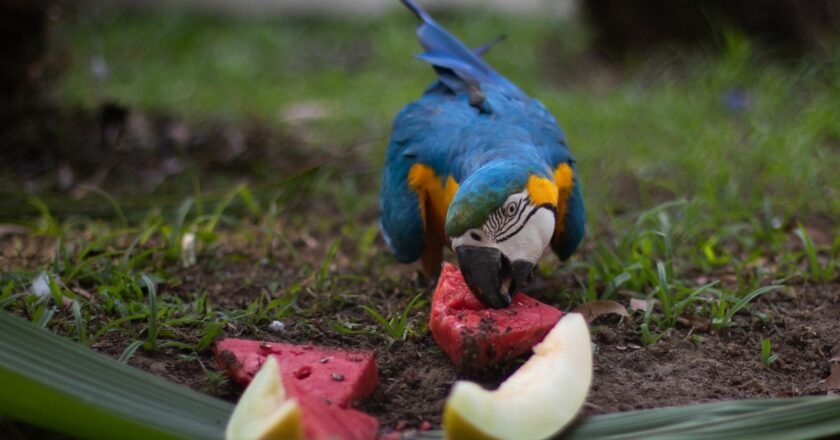 Animais ganham ‘picolés’ e alimentação especial para driblar calor