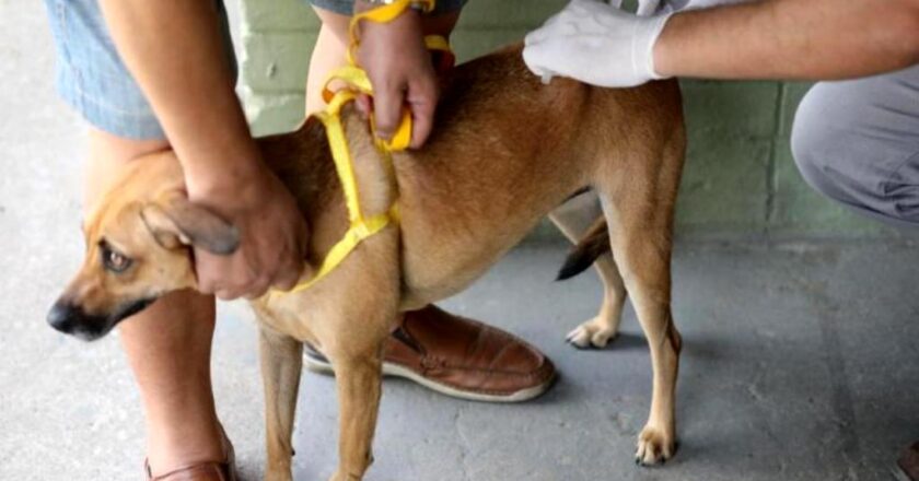 Volta Redonda promove vacinação antirrábica e adoção de animais neste sábado (16)