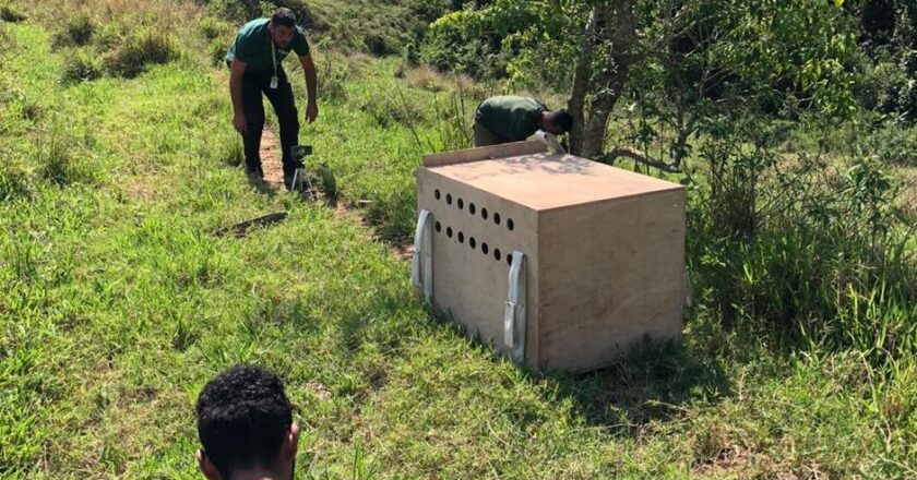 Lobo guará é devolvido a natureza no Sul Fluminense