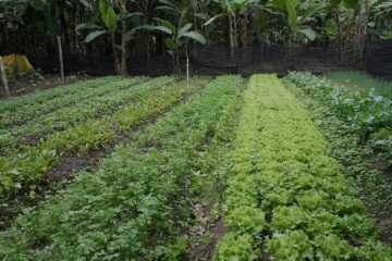 Volta Redonda abre inscrições para agricultores familiares regionais e entidades beneficiadas pelo Banco Municipal de Alimentos