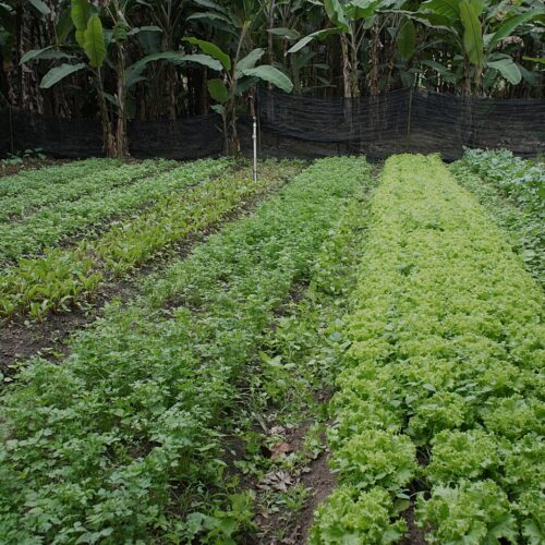 Volta Redonda abre inscrições para agricultores familiares regionais e entidades beneficiadas pelo Banco Municipal de Alimentos