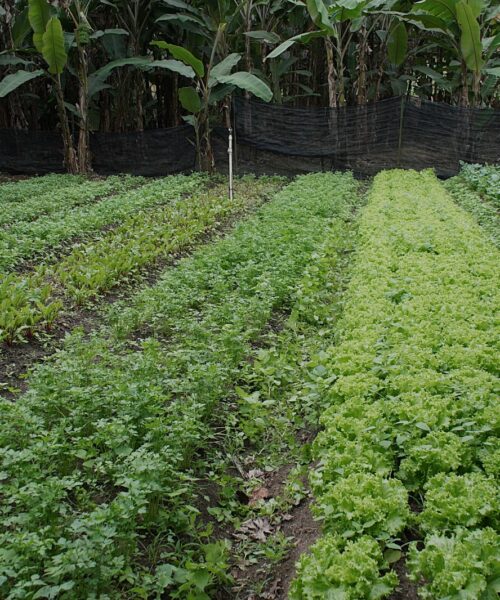 Volta Redonda abre inscrições para agricultores familiares regionais e entidades beneficiadas pelo Banco Municipal de Alimentos