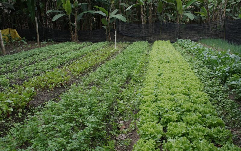 Volta Redonda abre inscrições para agricultores familiares regionais e entidades beneficiadas pelo Banco Municipal de Alimentos