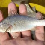 Pesquisa da UFRJ e da UFRPE identificou anomalias em 60,5% dos exemplares de Stellifer naso coletados no litoral norte: Estudo registra taxa recorde de deformações em peixes no Espírito Santo