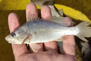 Pesquisa da UFRJ e da UFRPE identificou anomalias em 60,5% dos exemplares de Stellifer naso coletados no litoral norte: Estudo registra taxa recorde de deformações em peixes no Espírito Santo