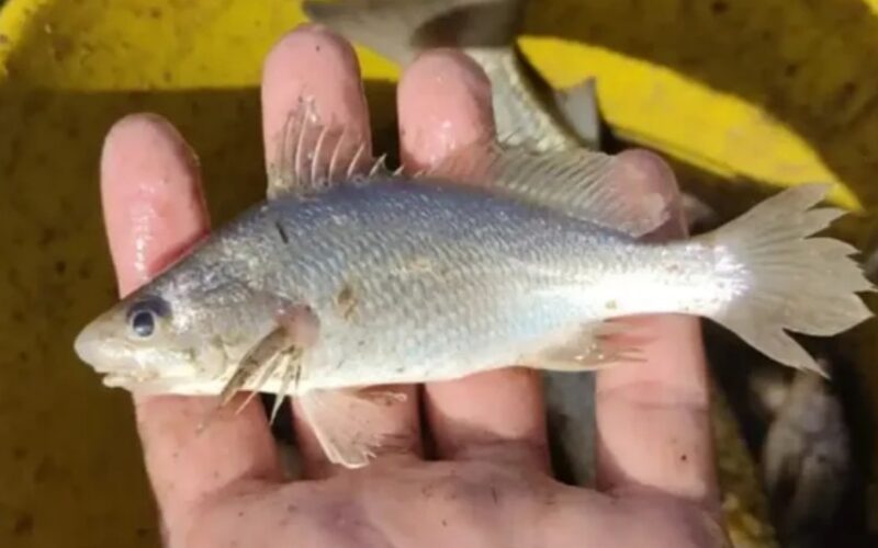 Pesquisa da UFRJ e da UFRPE identificou anomalias em 60,5% dos exemplares de Stellifer naso coletados no litoral norte: Estudo registra taxa recorde de deformações em peixes no Espírito Santo