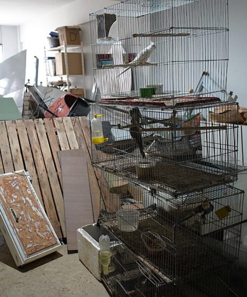 Operação ‘Animal Não é Produto’ apreende mais de 300 animais em oito dias em Volta Redonda